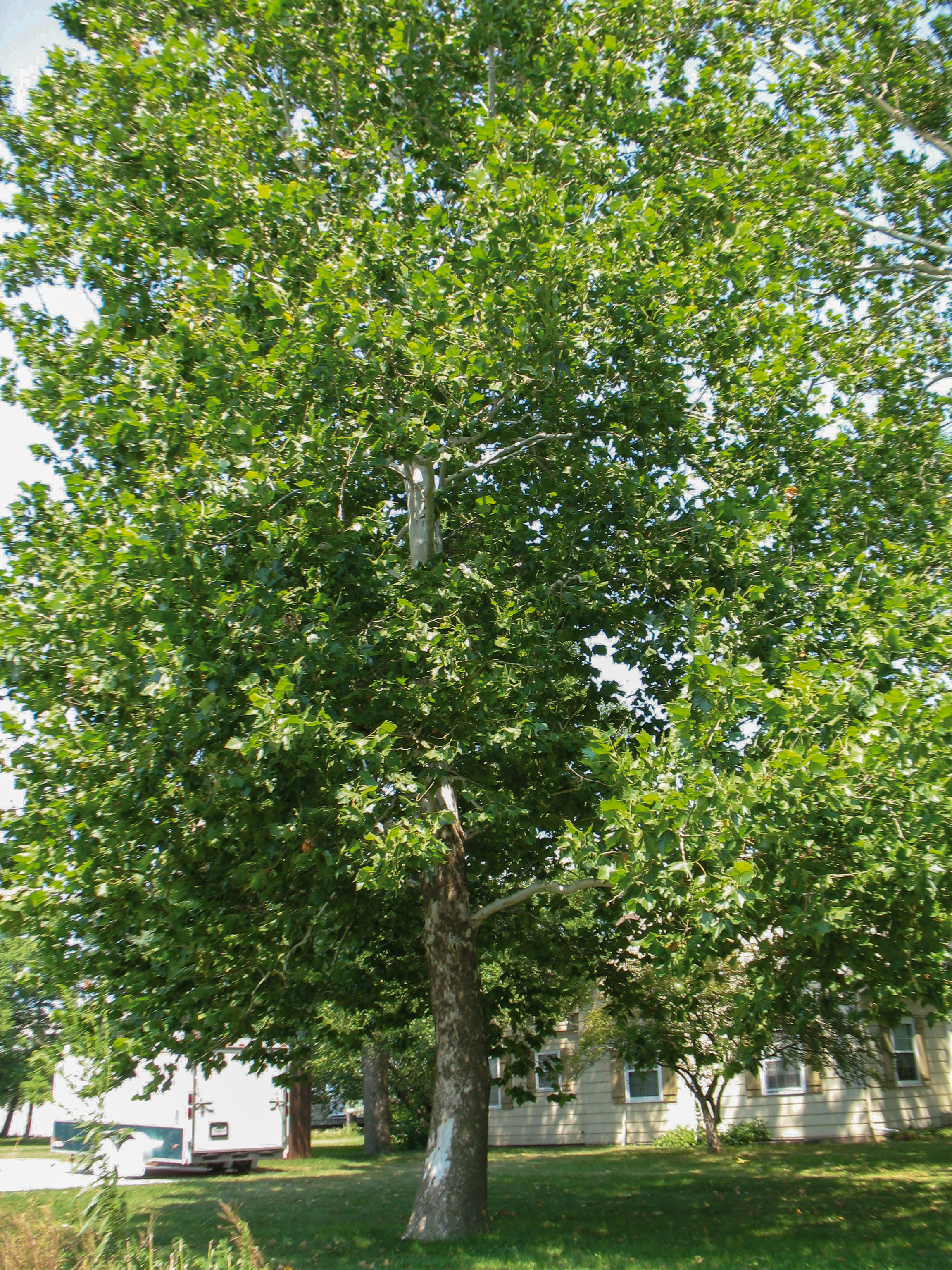 Sycamores are great choices if you need fast-growing trees | Iowa DNR